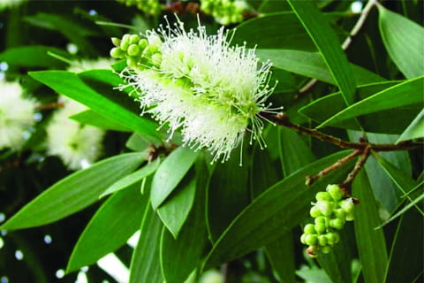 Mật Ong Tươi Nguyên Chất Hoa Tràm – 420ml – Đặc Sản Ngon Lành 4